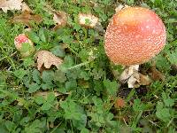 Amanita muscaria image