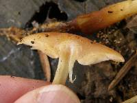 Flammulina velutipes image