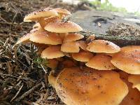 Flammulina velutipes image