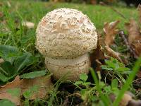 Amanita muscaria image