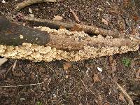 Trametes versicolor image