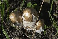 Coprinus comatus image