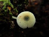 Mycena globuliformis image