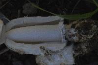 Coprinus comatus image