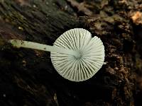 Mycena globuliformis image