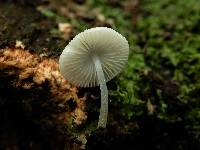 Mycena globuliformis image