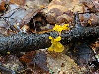 Tremella mesenterica image