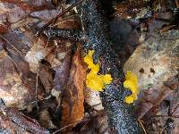 Tremella mesenterica image