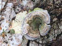 Trametes versicolor image