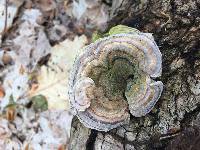 Trametes versicolor image