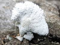 Schizophyllum commune image