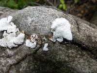 Schizophyllum commune image