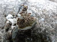 Schizophyllum commune image