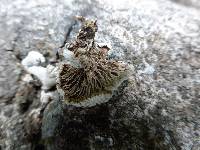 Schizophyllum commune image