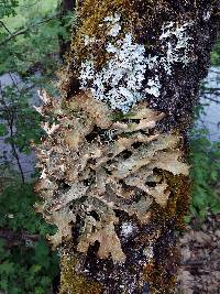 Lobaria pulmonaria image