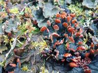 Peltigera membranacea image