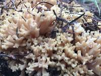 Ramaria magnipes image