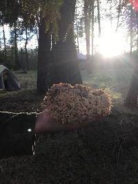 Ramaria magnipes image