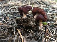 Gyromitra esculenta image