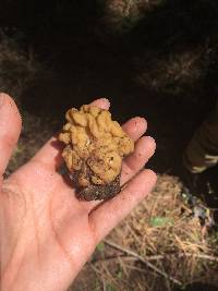 Gyromitra montana image