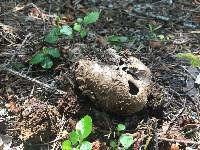 Sarcosphaera coronaria image