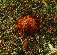 Gymnosporangium juniperi-virginianae image