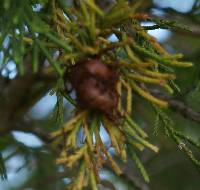 Gymnosporangium juniperi-virginianae image