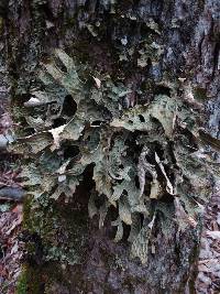 Lobaria pulmonaria image