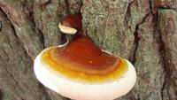 Ganoderma tsugae image