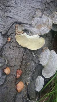 Trametes hirsuta image