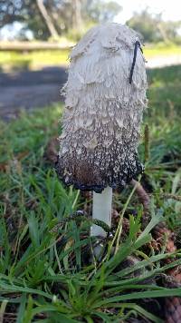 Coprinus comatus image