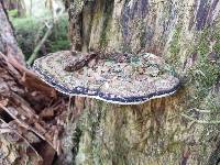 Ganoderma applanatum image