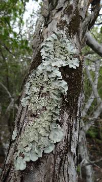 Flavoparmelia caperata image