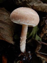 Lepiota subincarnata image