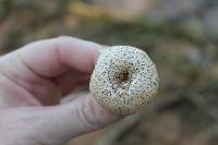 Lentinus tigrinus image