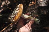 Amanita pantherina image