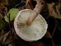 Lepiota subincarnata image