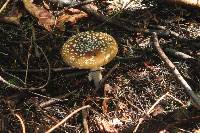 Amanita pantherina image