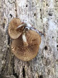 Galerina marginata image