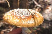 Amanita pantherina image