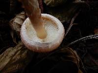 Lepiota subincarnata image