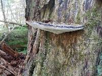 Ganoderma applanatum image