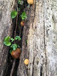 Galerina marginata image