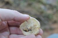 Lentinus tigrinus image