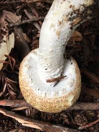 Agaricus augustus image