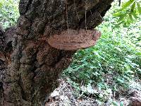 Ganoderma applanatum image