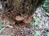 Ganoderma applanatum image