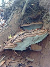 Ganoderma brownii image