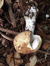 Agaricus augustus image