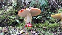 Amanita muscaria image